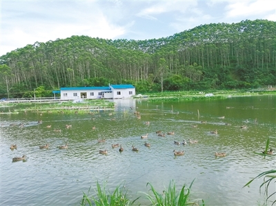 江門實(shí)踐 探尋農(nóng)村水污染生態(tài)治理的成功之道